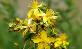 خواص گل راعی